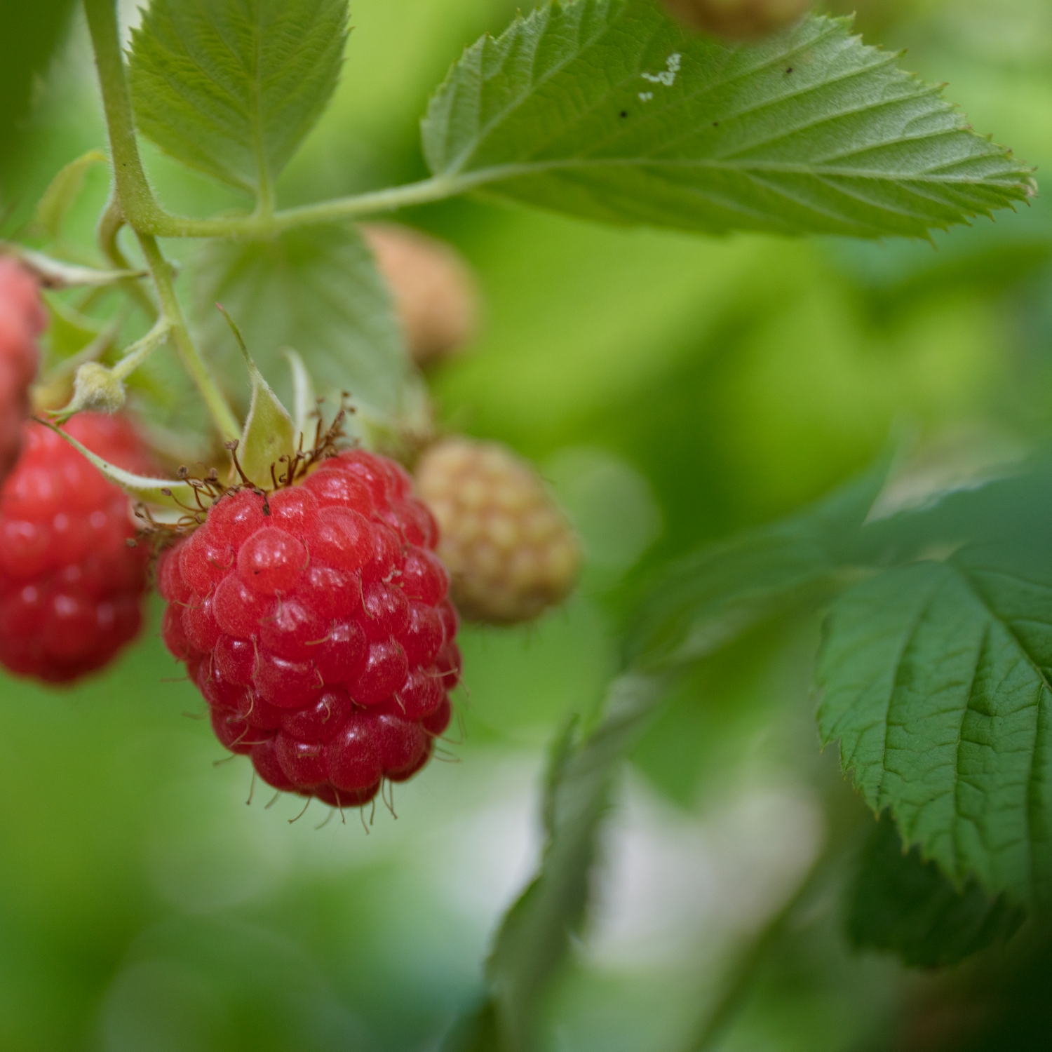 Buske Trädgårdshallon @Plant Ottawa 10-pack