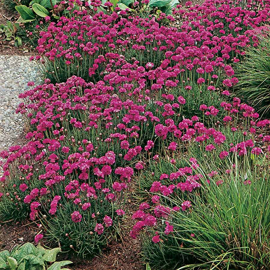 Planta @Plant Strandtrift Dusseldorfer Stolz 15-pack