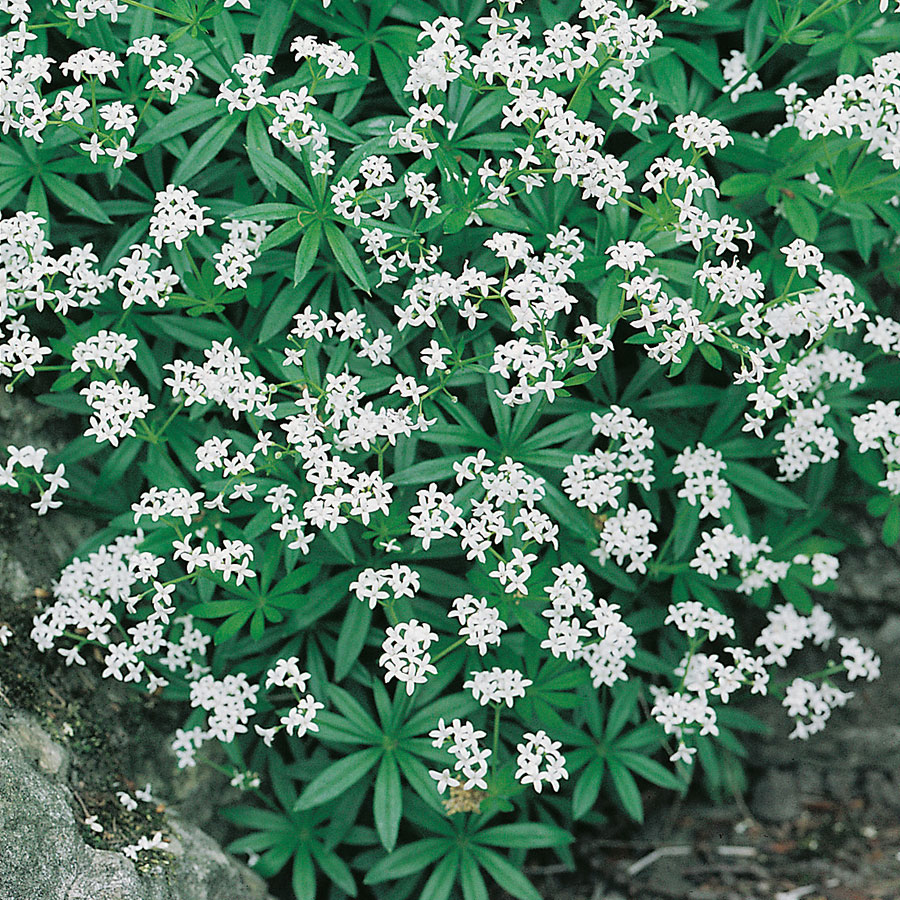 Planta @Plant Myskmadra 6-pack