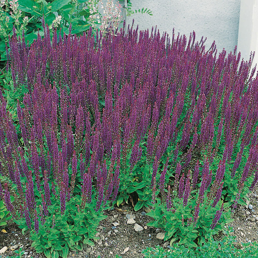 Planta @Plant Stäppsalvia Ostfrisland 6-pack