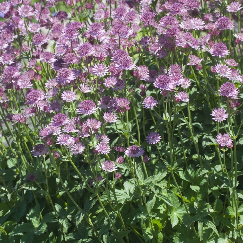 Planta @Plant Stjärnflocka Major Roma 6-pack