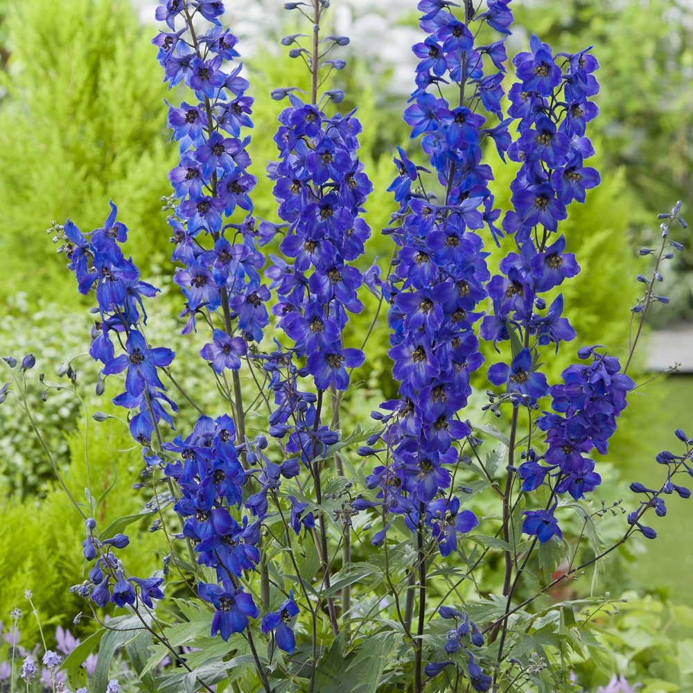 Planta @Plant Trädgårdsriddarsporre Black Knight 3-pack
