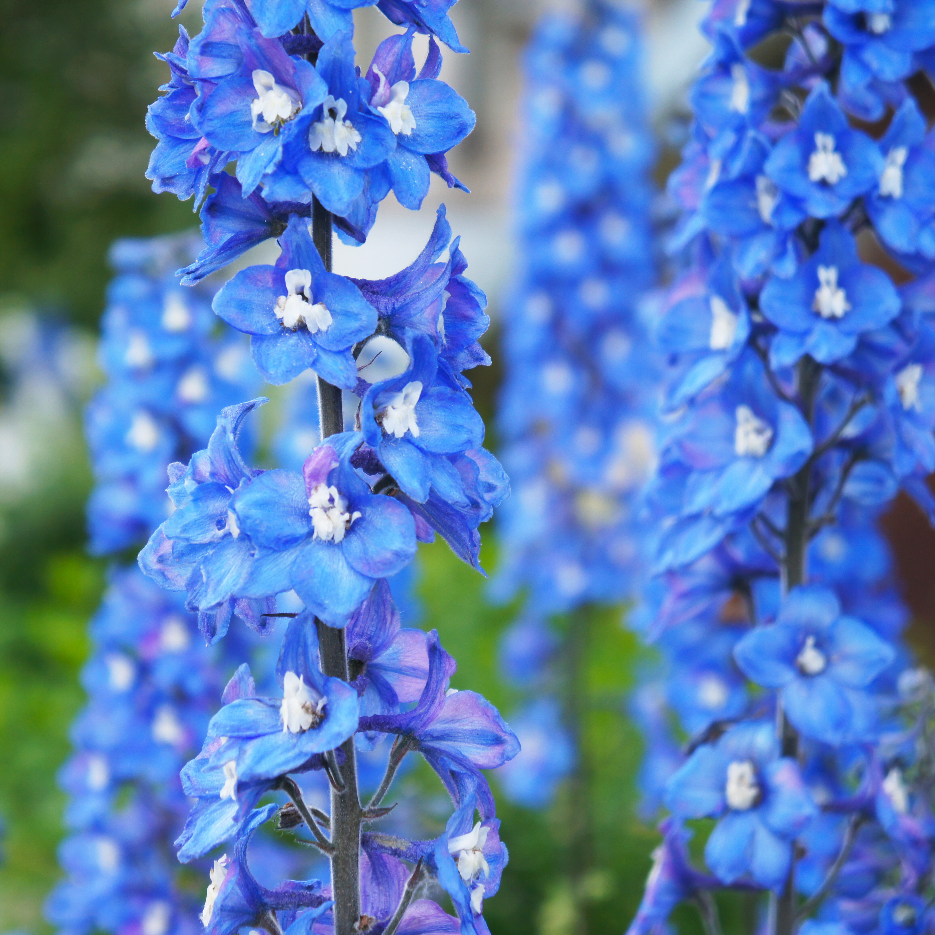 Planta @Plant Trädgårdsriddarsporre Blue Bird 3-pack