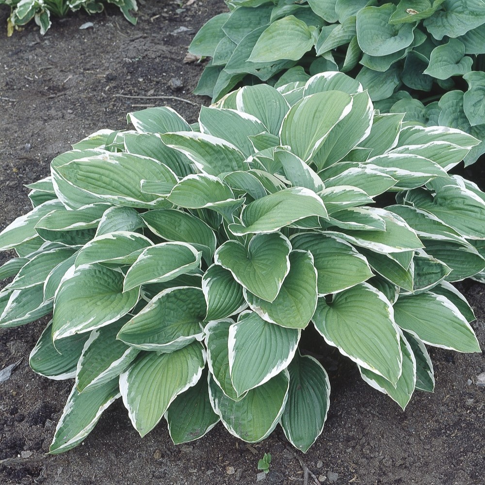 Planta @Plant Blomsterfunkia Francee 6-pack