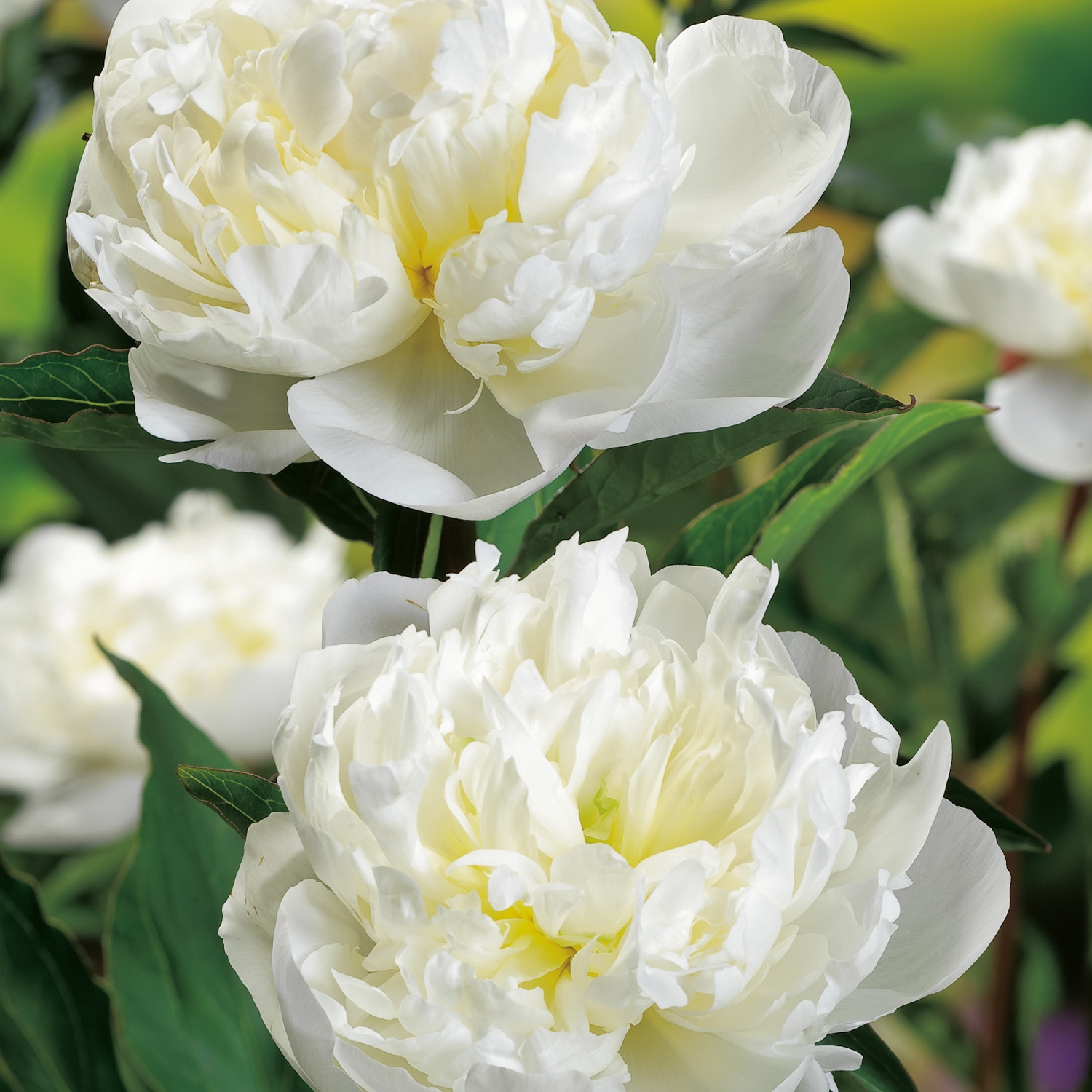 Luktpion @Plant Duchesse De Nemours