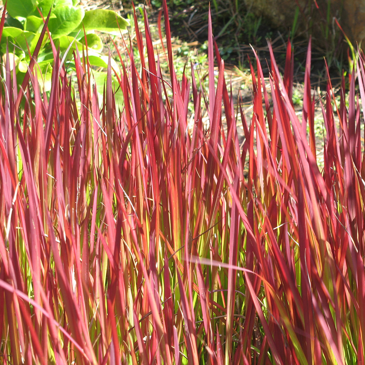 Planta @Plant Japanskt blodgräs