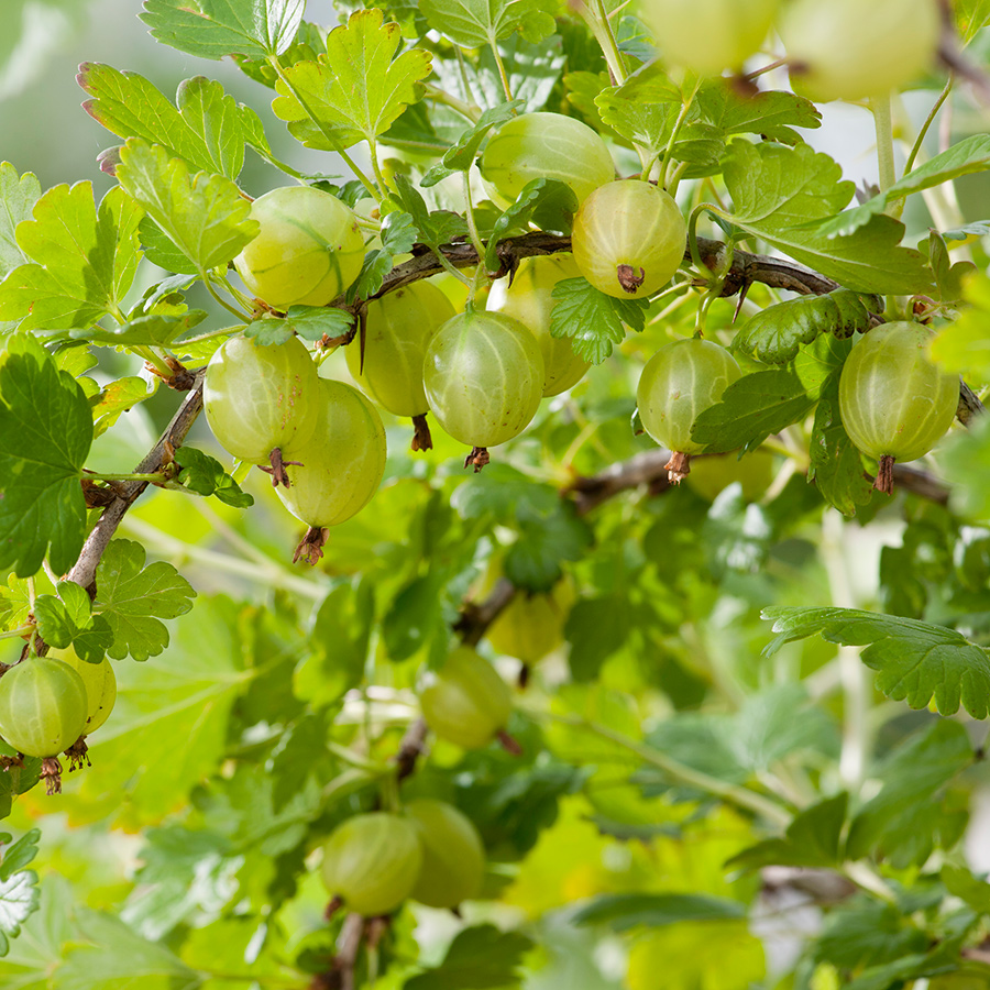Buske Gula Krusbär @Plant 50-60 cm 5 st/frp