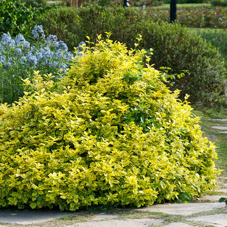Prydnadsbuske Gulbrokig @Plant Klätterbenved 5 st/frp