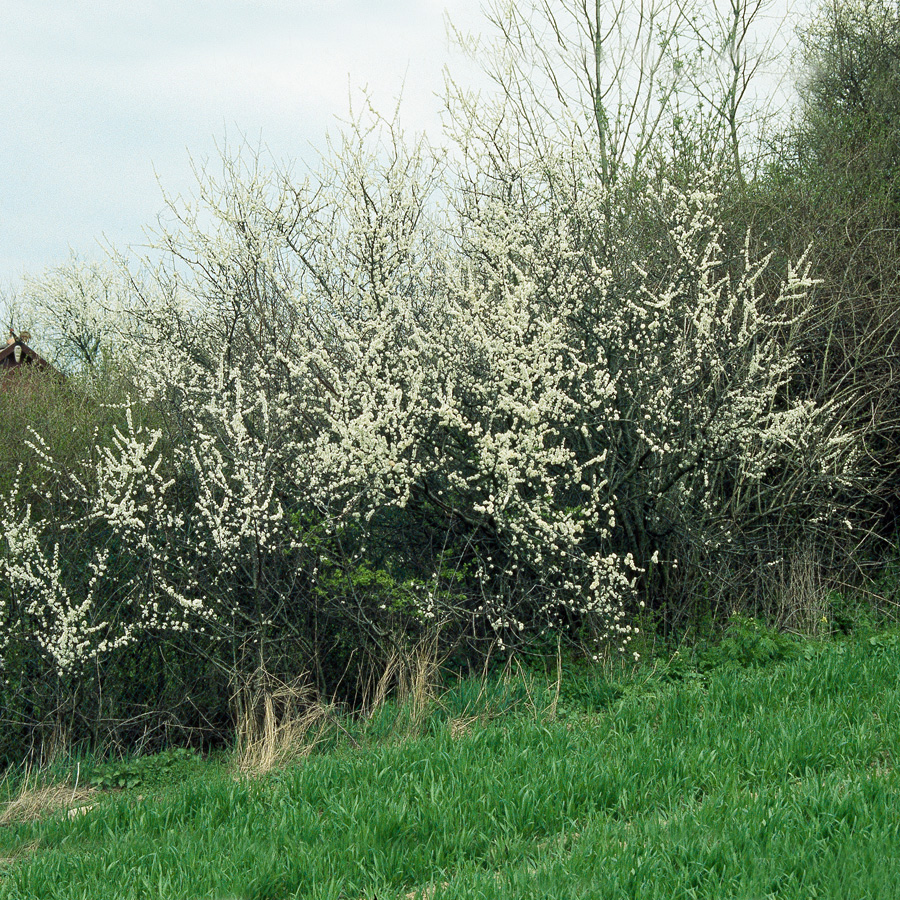 Planta Hägg @Plant 50-80cm, 10st
