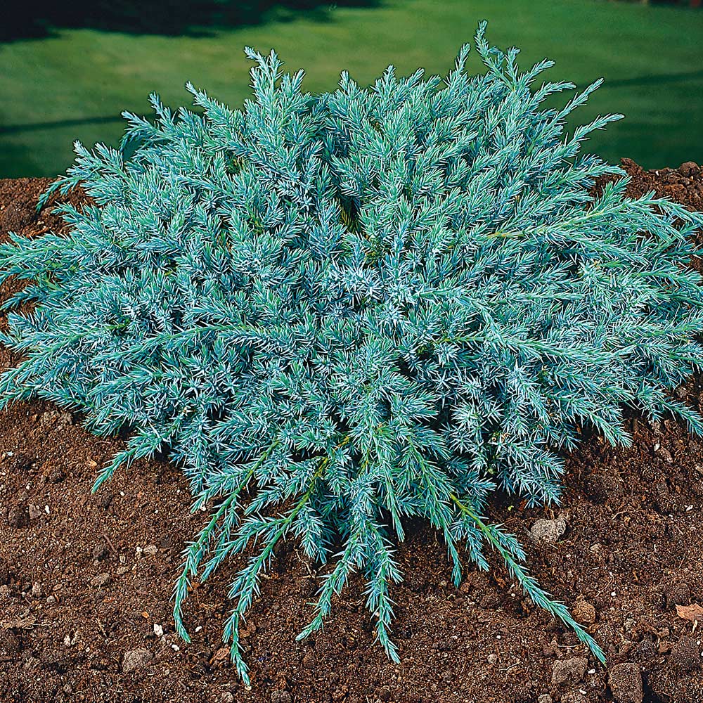 Himalaya-en @Plant Blue Carpet 30-35 cm 5 st/frp