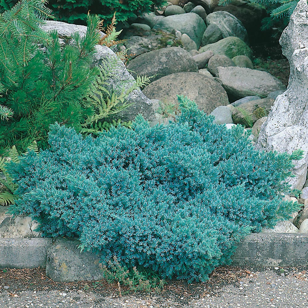 Himalaya-en @Plant Bluestar 20-25 cm 5 st/frp