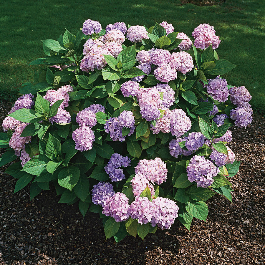 Prydnadsbuske @Plant Hortensia Blå 5 st/frp