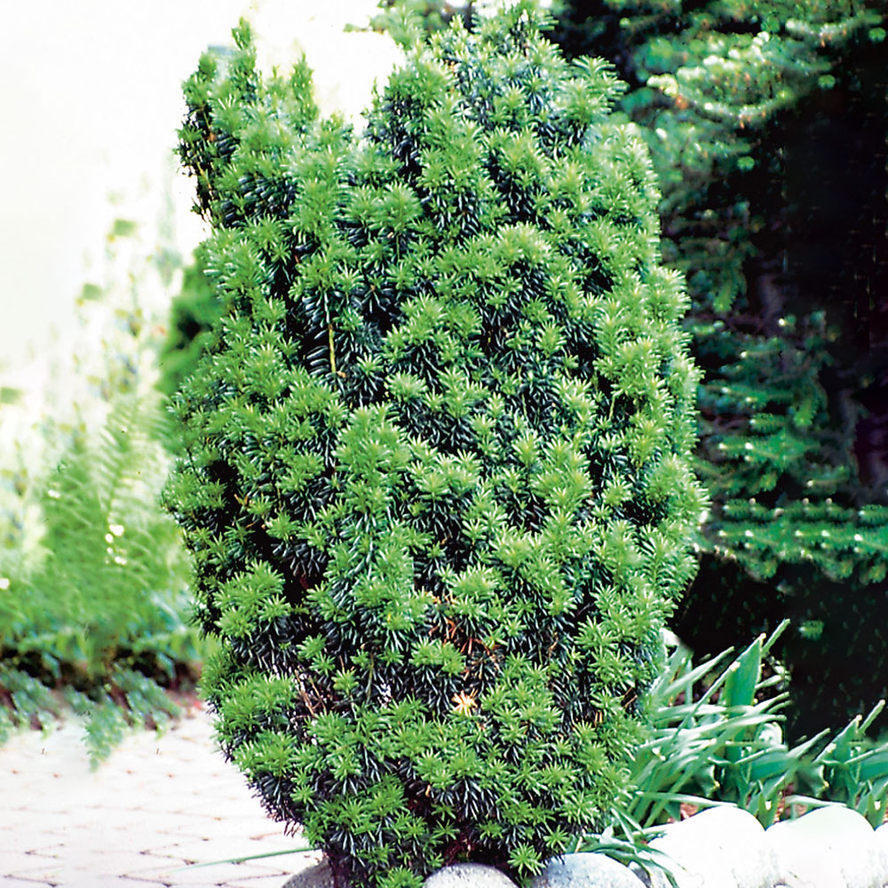 Hybrididegran @Plant Hicksii 50-60 cm 5 st/frp