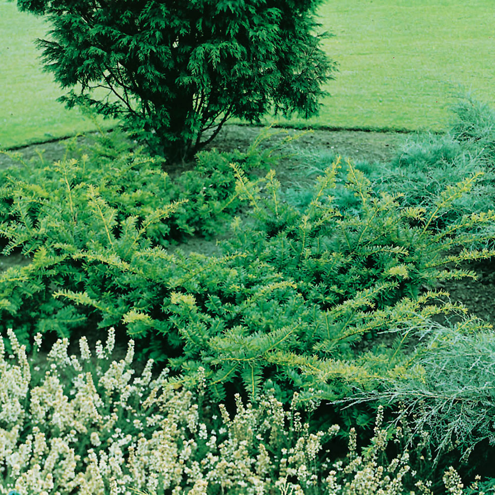 Idegran @Plant Summergold 30-40 cm 3 st/frp