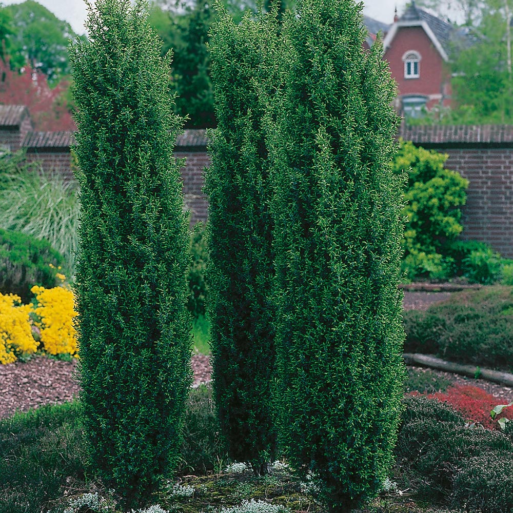 Irländsk Idegran @Plant Fastigiata 50-60 cm 1 st/frp