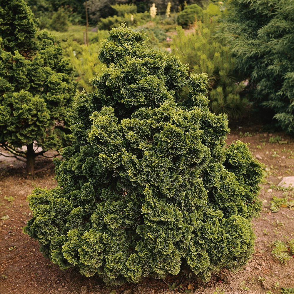 Japansk Ädelcypress @Plant Nana Gracilis 20-25 cm 1 st/frp
