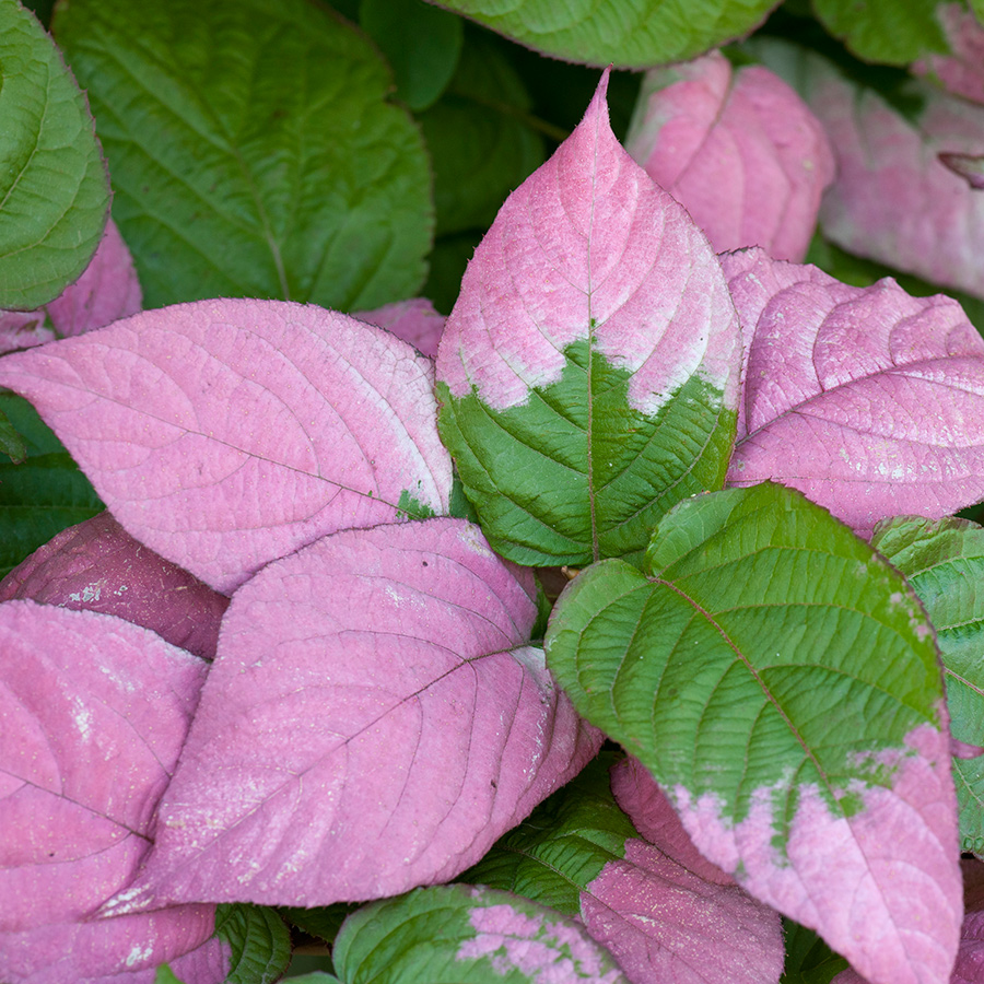 Klätterväxt Kameleontbuske @Plant 40-60 cm 5 st/frp