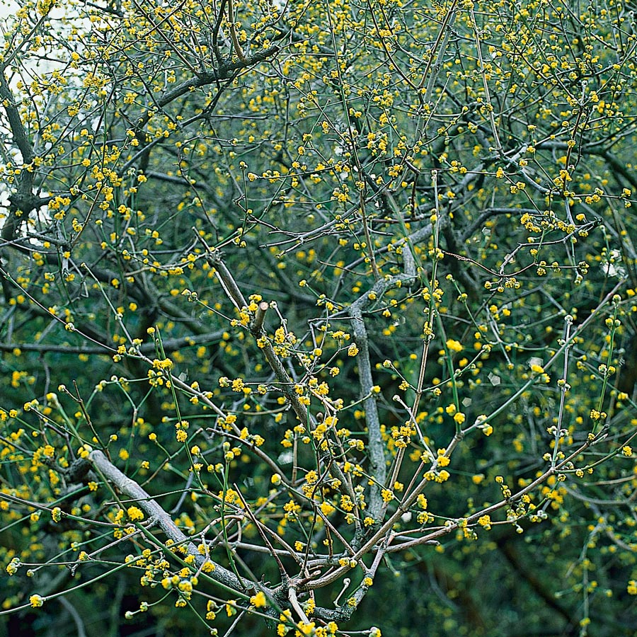 Prydnadsbuske @Plant Körsbärskornell 3 st/frp