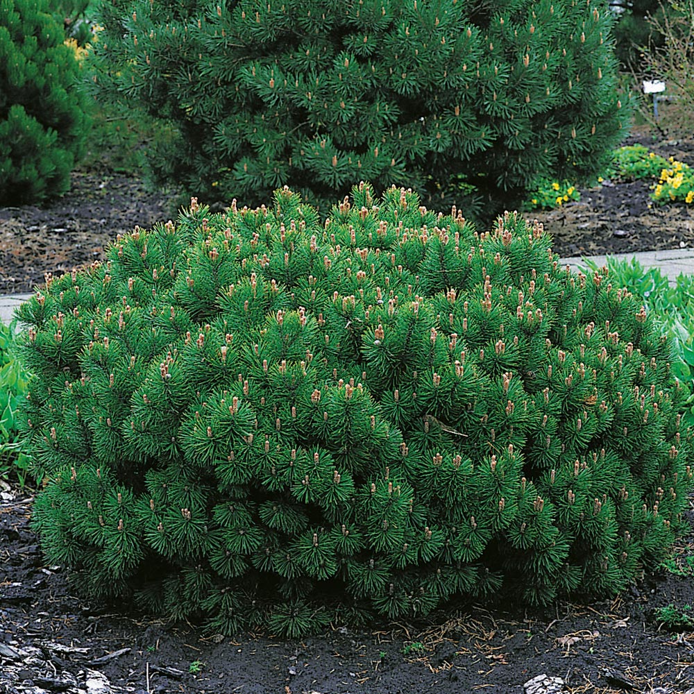 Liten Bergtall @Plant 25-30 cm 3 st/frp