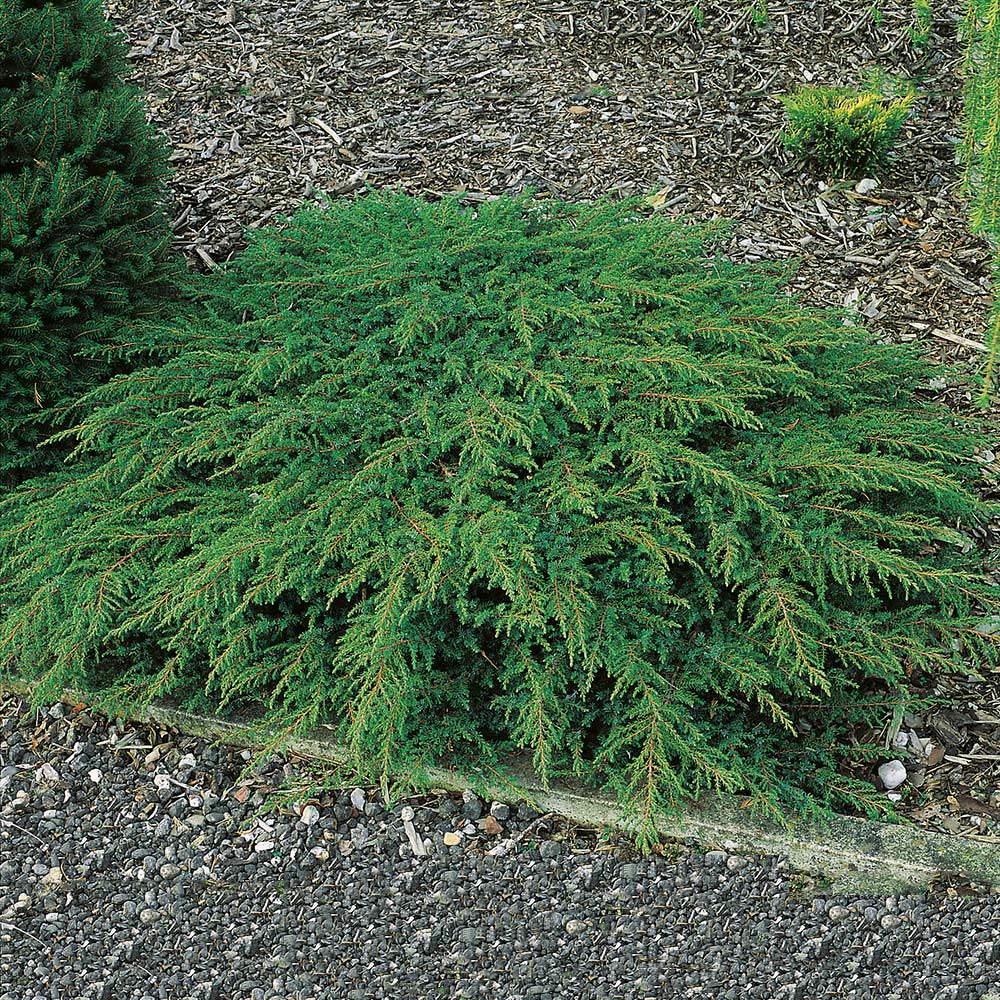 Matt-en @Plant Green Carpet 30-35 cm 3 st/frp