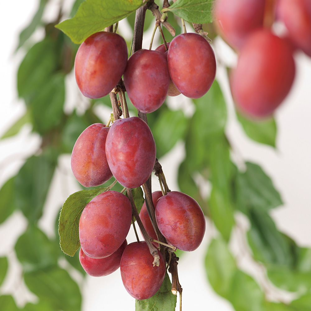 Miniträd Plommon @Plant Victoria Utan uppbindningskit