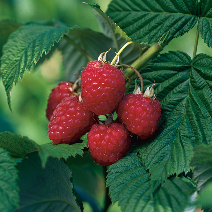 Buske Mörkrött Hösthallon @Plant Ariadne 40-60 cm 5 st/frp