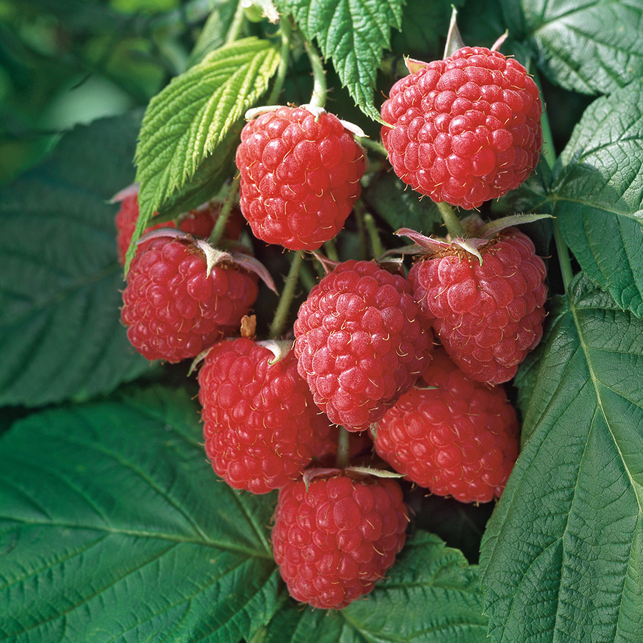 Buske Mörkrött Hösthallon @Plant Autumn Bliss 40-60 cm 5 st/frp