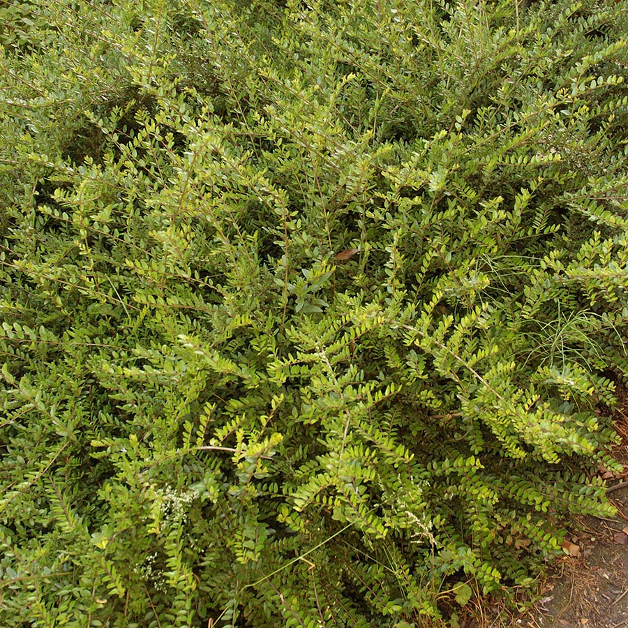 Prydnadsbuske @Plant Myrtentry 3 st/frp