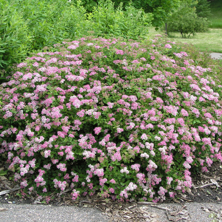 Prydnadsbuske @Plant Praktspirea Rosa 5 st/frp