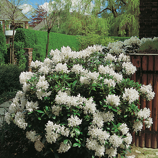 Rhododendron @Plant Cunningham's White Leveranshöjd: 50-60 cm, 5 st/frp