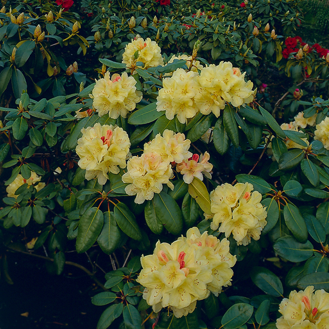 Rhododendron @Plant Flava 25-30 cm 1 st/frp