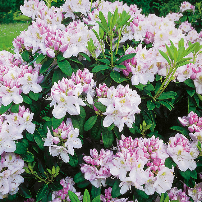 Rhododendron @Plant Gomer Waterer 30-40 cm 10 st/frp