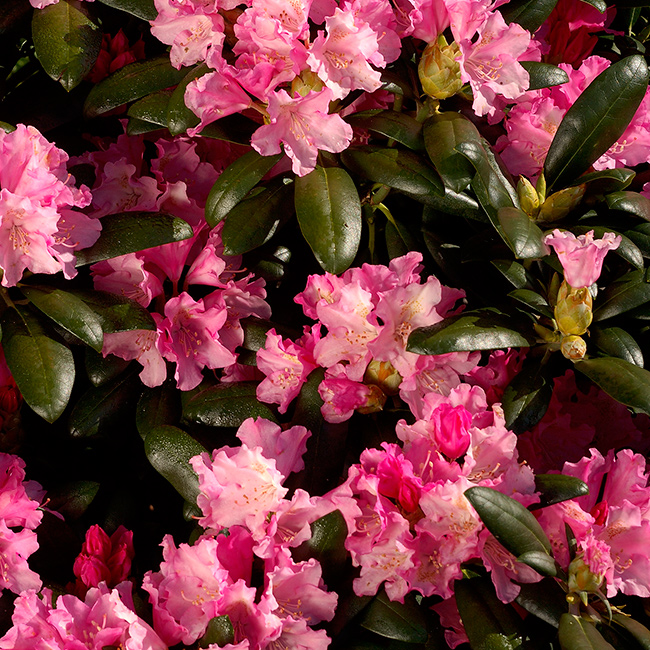 Rhododendron @Plant Kalinka 25-30 cm 1 st/frp