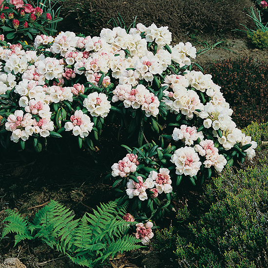 Rhododendron Koichiro Wada @Plant 20-25 cm 3 st/frp