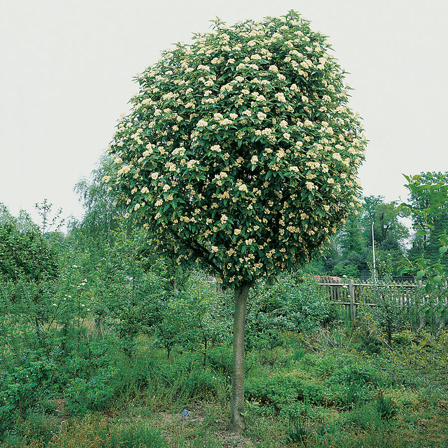 Prydnadsträd Rundoxel @Plant 150-200 cm