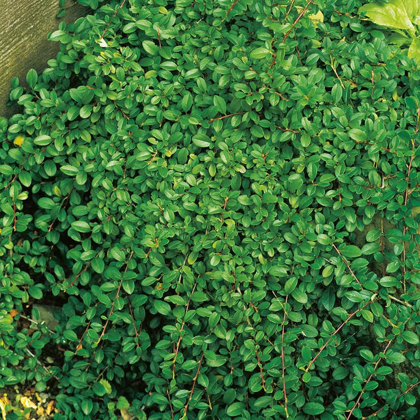 Omnia Garden Prydnadsbuske Småbladigt Krypoxbär Cotoneaster radicans Eichholz, 5-pack GTG20540-5