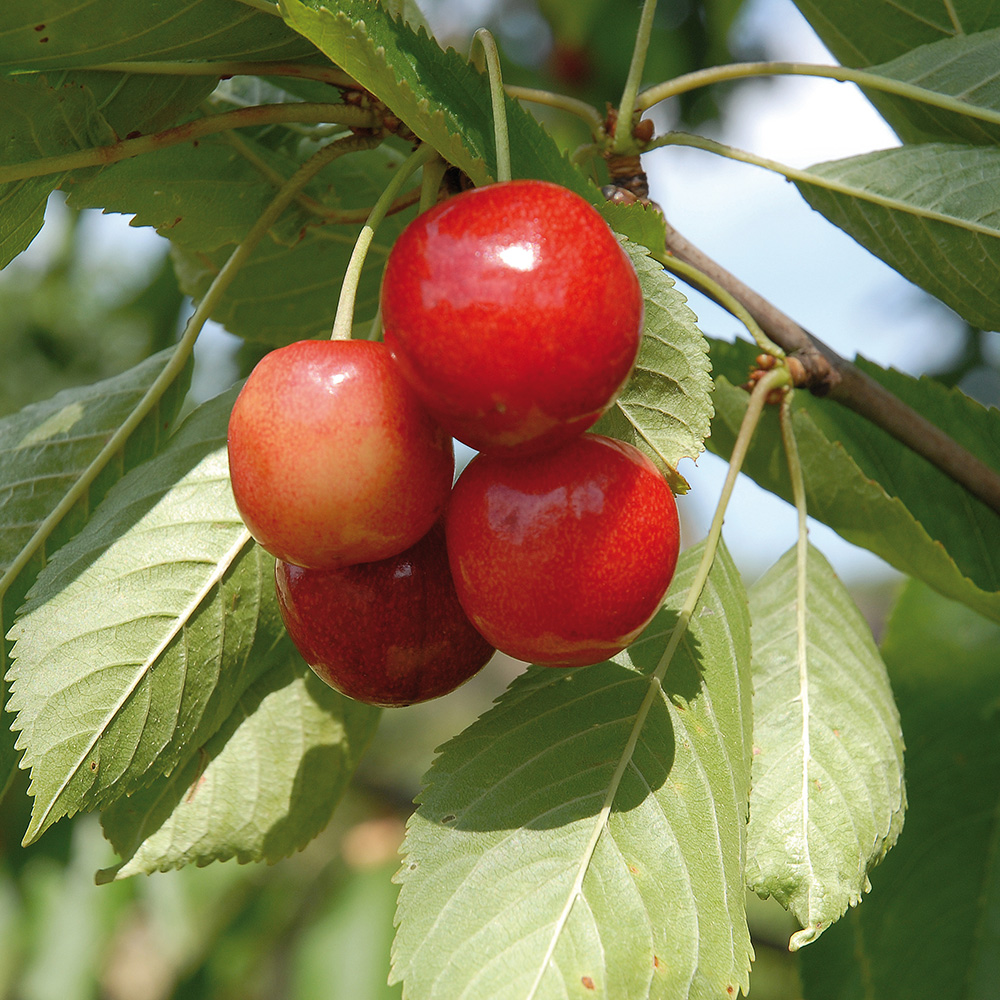 Sötkörsbärsträd @Plant Merton Glory E Med uppbindningskit