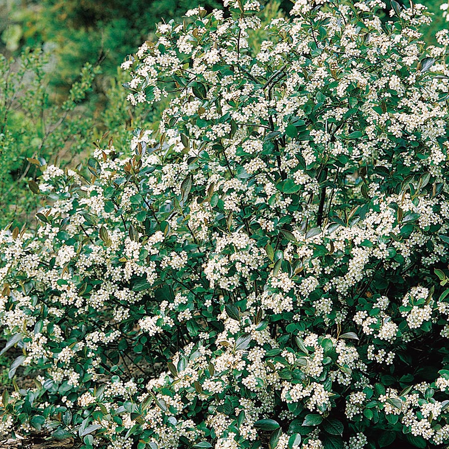 Prydnadsbuske @Plant Svartaronia 5 st/frp