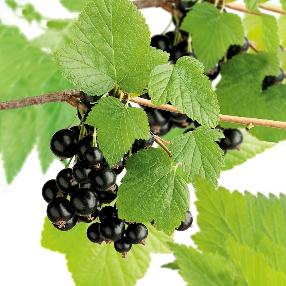 Buske Svartvinbär @Plant Storklas 60-80 cm 1 st/frp