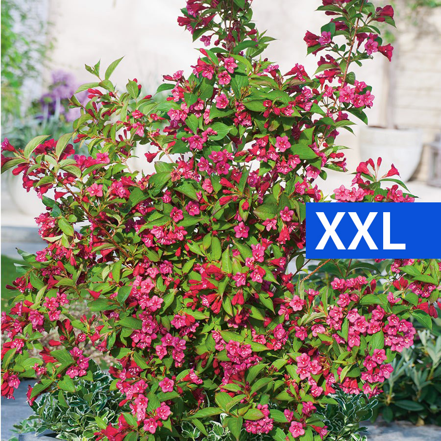 Prydnadsbuske Trädgårdsprakttry @Plant 125-150cm