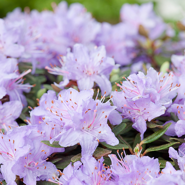 Rhododendron Tuvalpros @Plant Ramapo 20-25 cm 1 st/frp