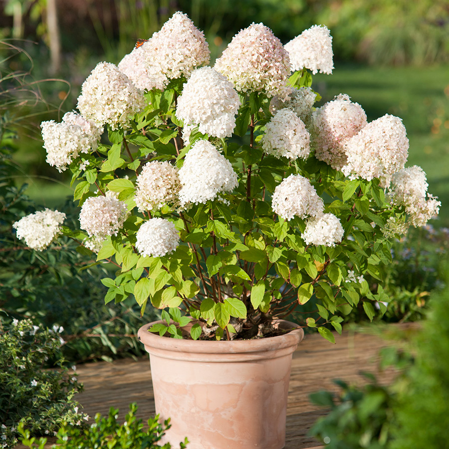 Prydnadsbuske @Plant Vipphortensia 10 st/frp