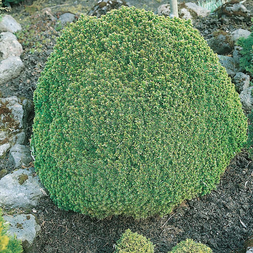 Vitgran @Plant 25-30 cm 10 st/frp